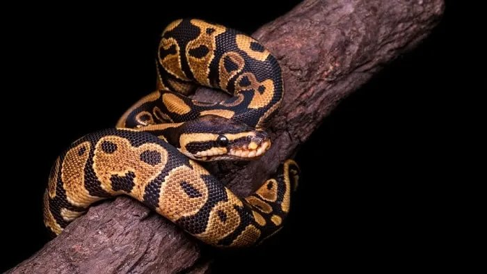 Ball Python at Zu-nique Pet Shop