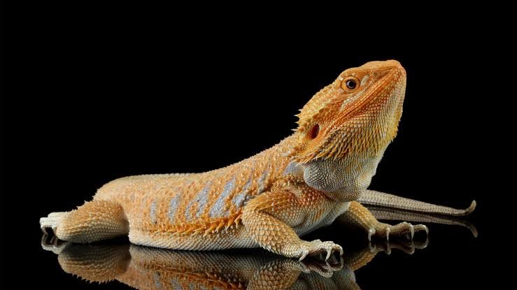 Bearded Dragon at Zu-nique Pet Shop