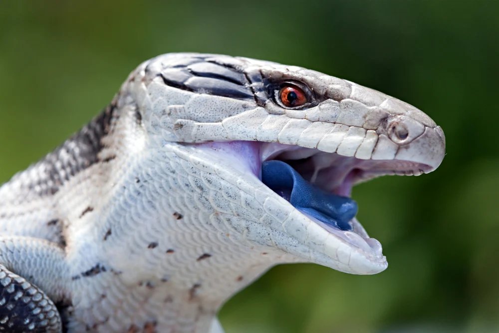 Blue-Tongue Skink at Zu-nique Pet Shop