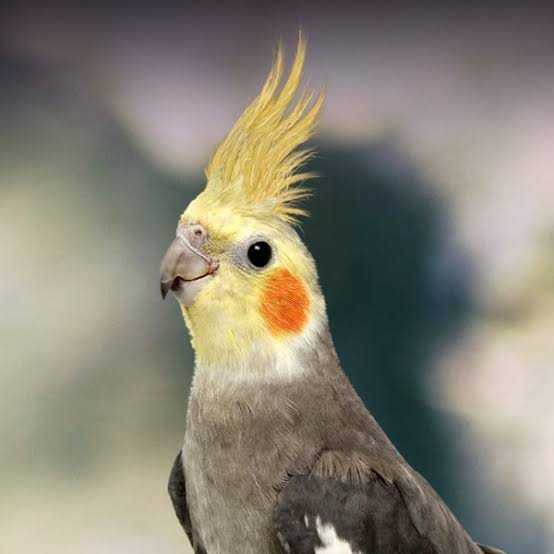 Cockatiel at Zu-nique Pet Shop