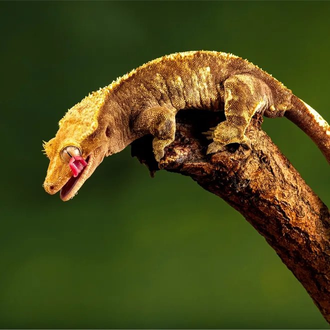 A crested gecko, one of the reptiles at Zu-nique Pet Shop