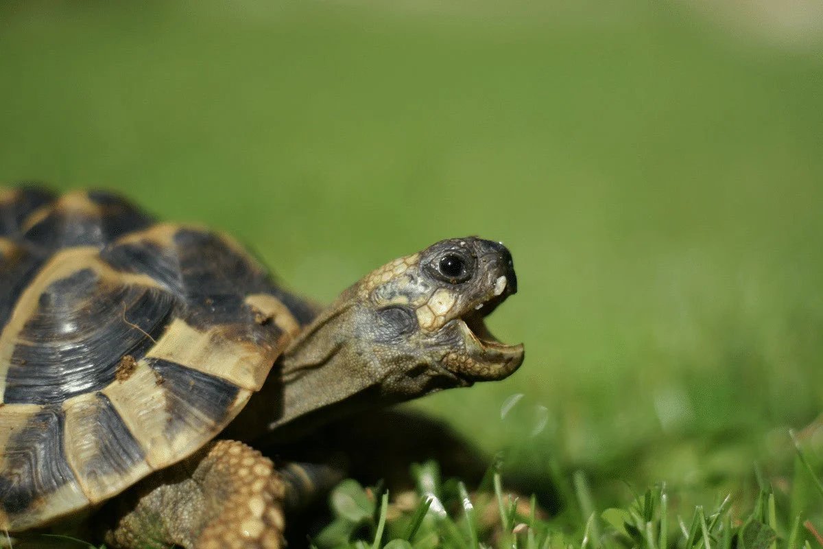 Hermann's Tortoise at Zu-nique Pet Shop