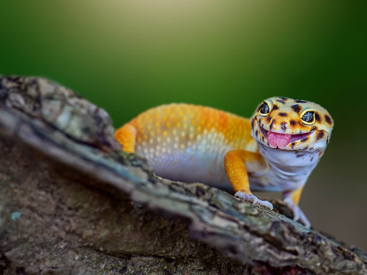 Leopard Gecko at Zu-nique Pet Shop