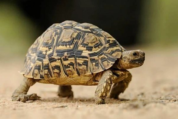 Leopard Tortoise at Zu-nique Pet Shop