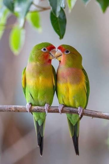 Lovebird at Zu-nique Pet Shop
