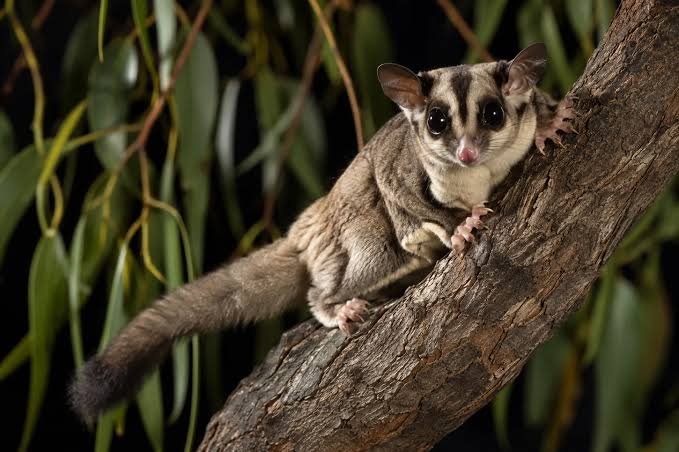 Sugar Glider at Zu-nique Pet Shop