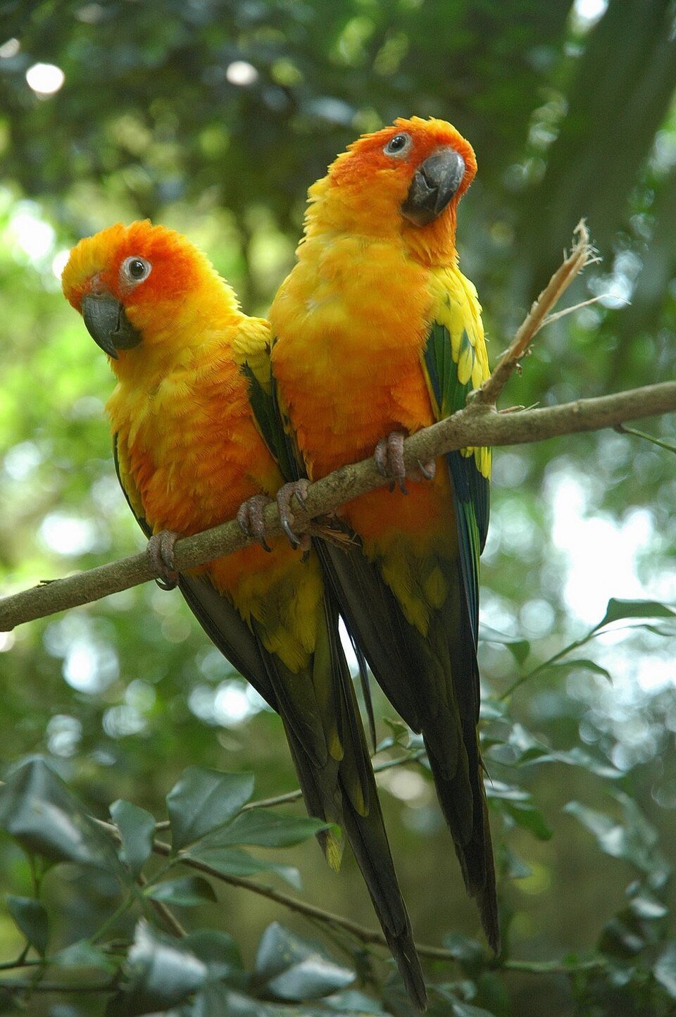 Sun Conure at Zu-nique Pet Shop