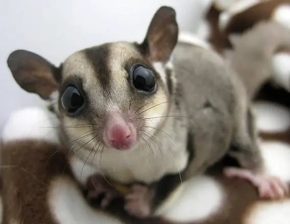 Sugar glider at Zu-nique Pet Shop