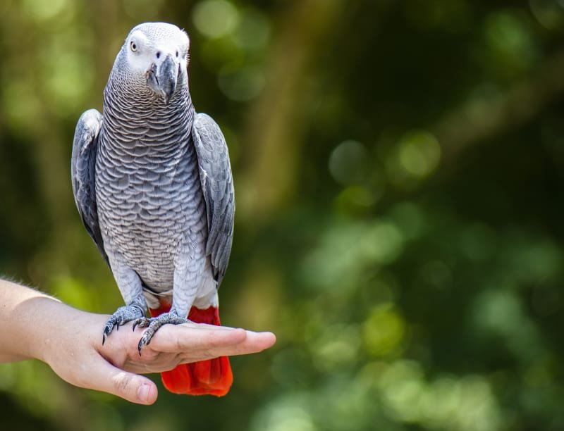 Hand-reared African grey parrot at Zu-nique Pet Shop