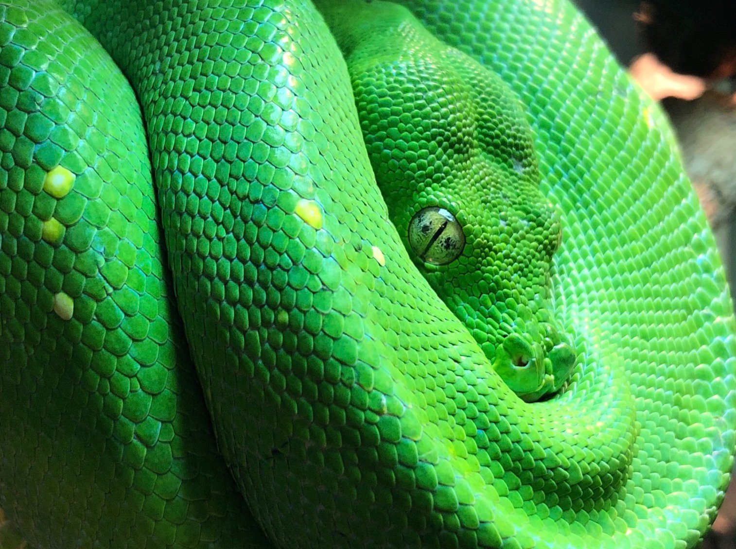 Green snake coiled on a branch at Zu-nique Pet Shop