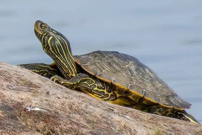 Tortoise basking at Zu-nique Pet Shop