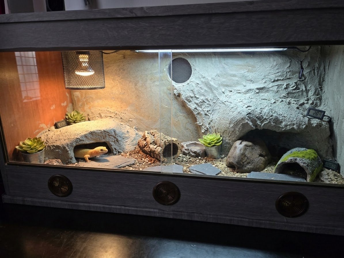 Custom-built desert vivarium with heating and rockwork at Zu-nique Pet Shop